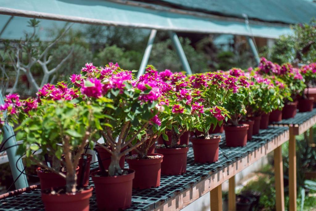 המשתלה היפנית המשתלה היפנית