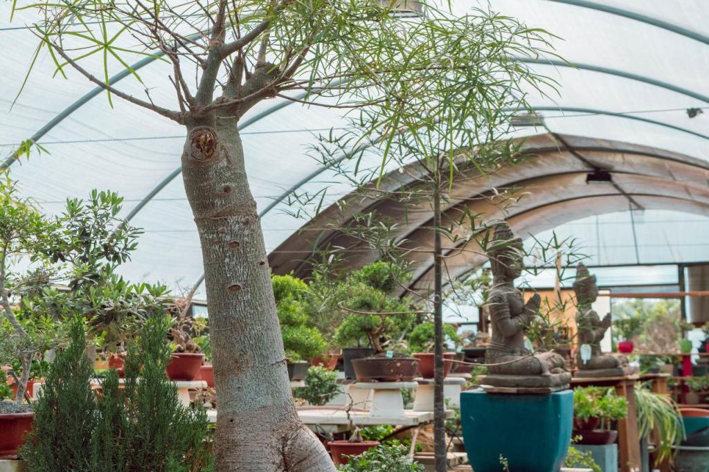 המשתלה היפנית המשתלה היפנית