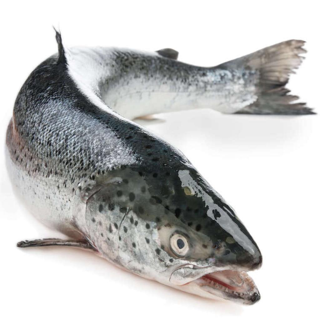 בית הדג חי בית הדג חי