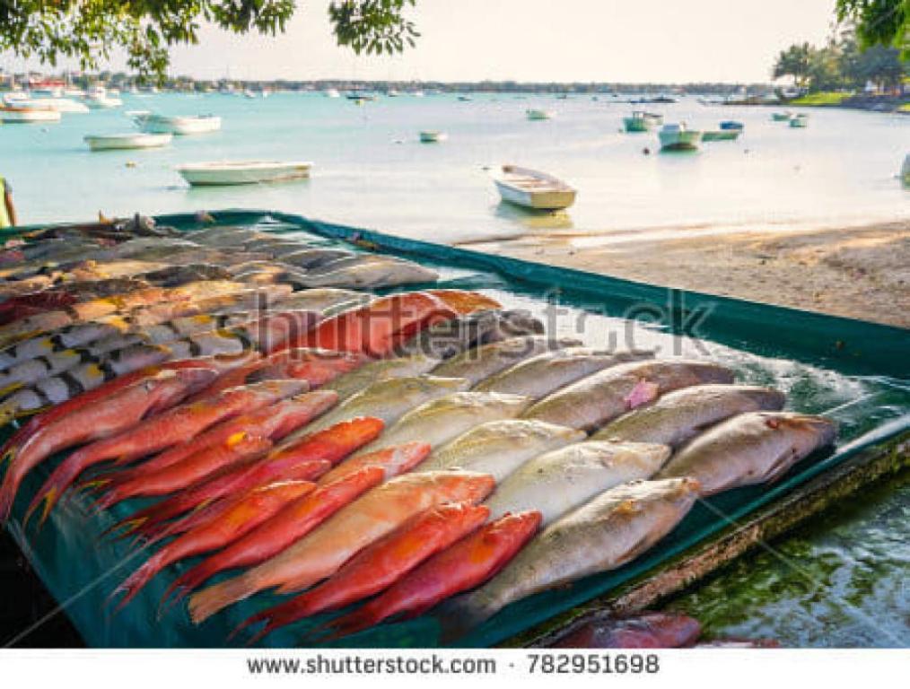 בית הדג חי בית הדג חי
