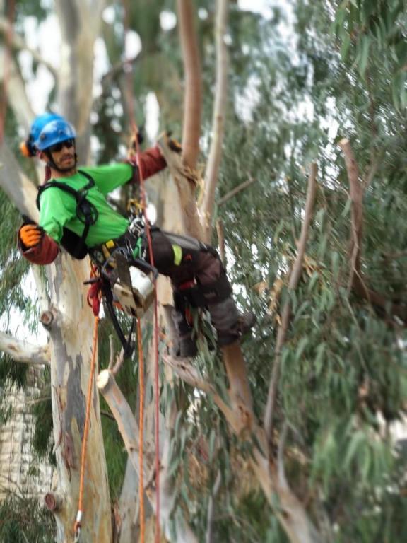 שפיצר גיזום וטיפול בעצים שפיצר גיזום וטיפול בעצים