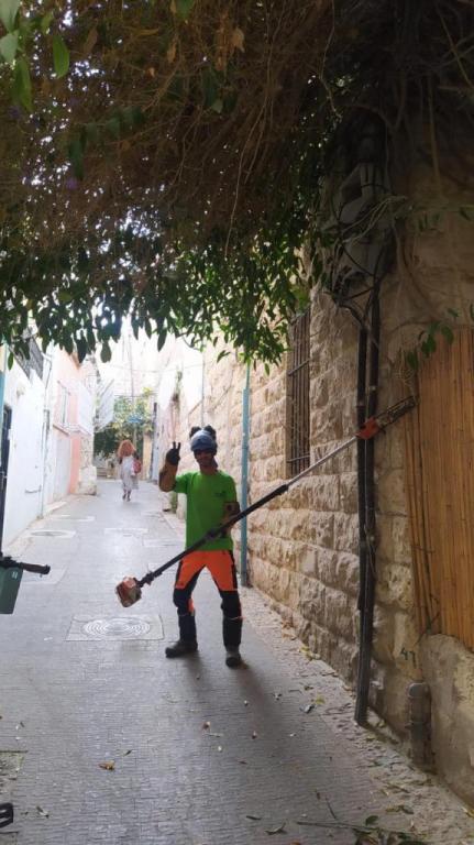 שפיצר גיזום וטיפול בעצים שפיצר גיזום וטיפול בעצים