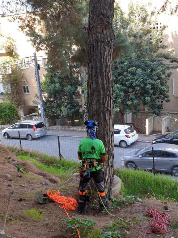 שפיצר גיזום וטיפול בעצים שפיצר גיזום וטיפול בעצים