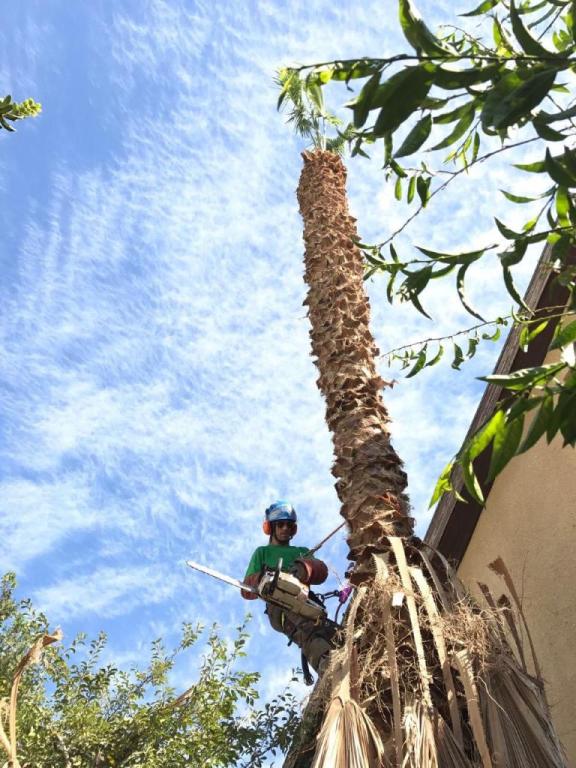 שפיצר גיזום וטיפול בעצים שפיצר גיזום וטיפול בעצים