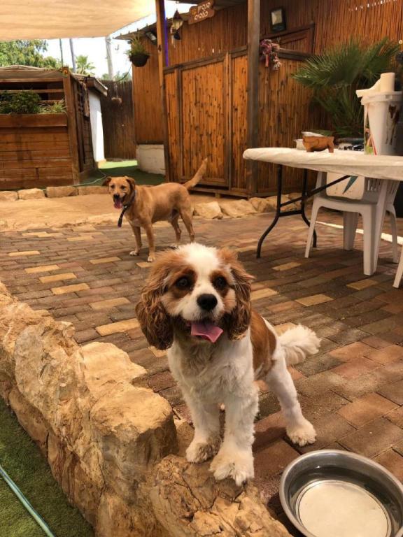 איתי דרור איתי דרור