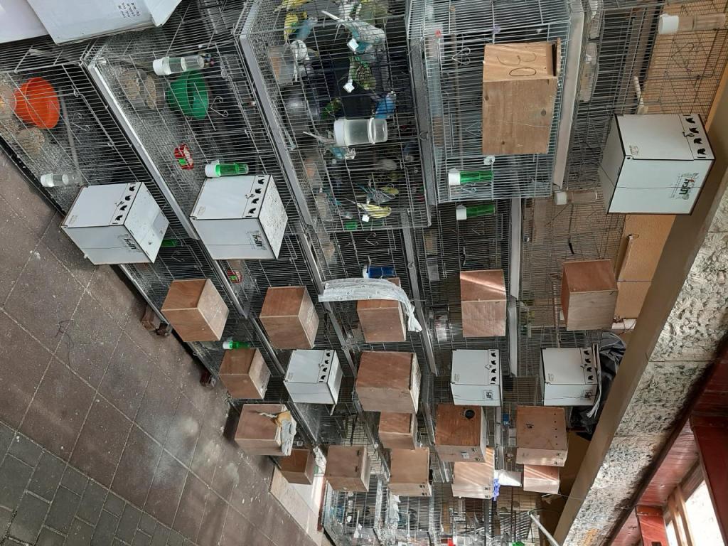 התוכיה התוכיה