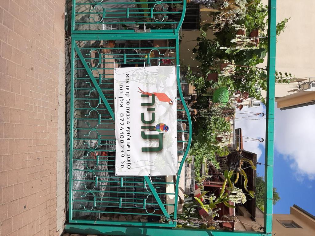 התוכיה התוכיה