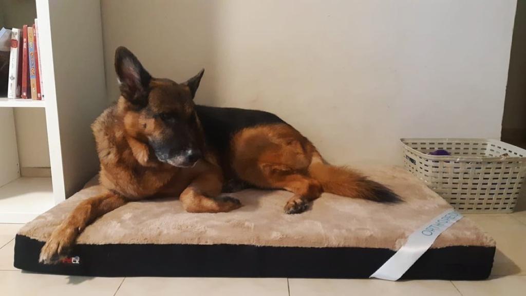 טופדוג המרכז לטיפוח הכלב טופדוג המרכז לטיפוח הכלב