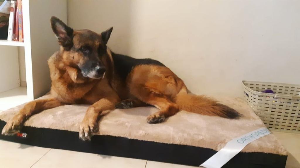 טופדוג המרכז לטיפוח הכלב טופדוג המרכז לטיפוח הכלב