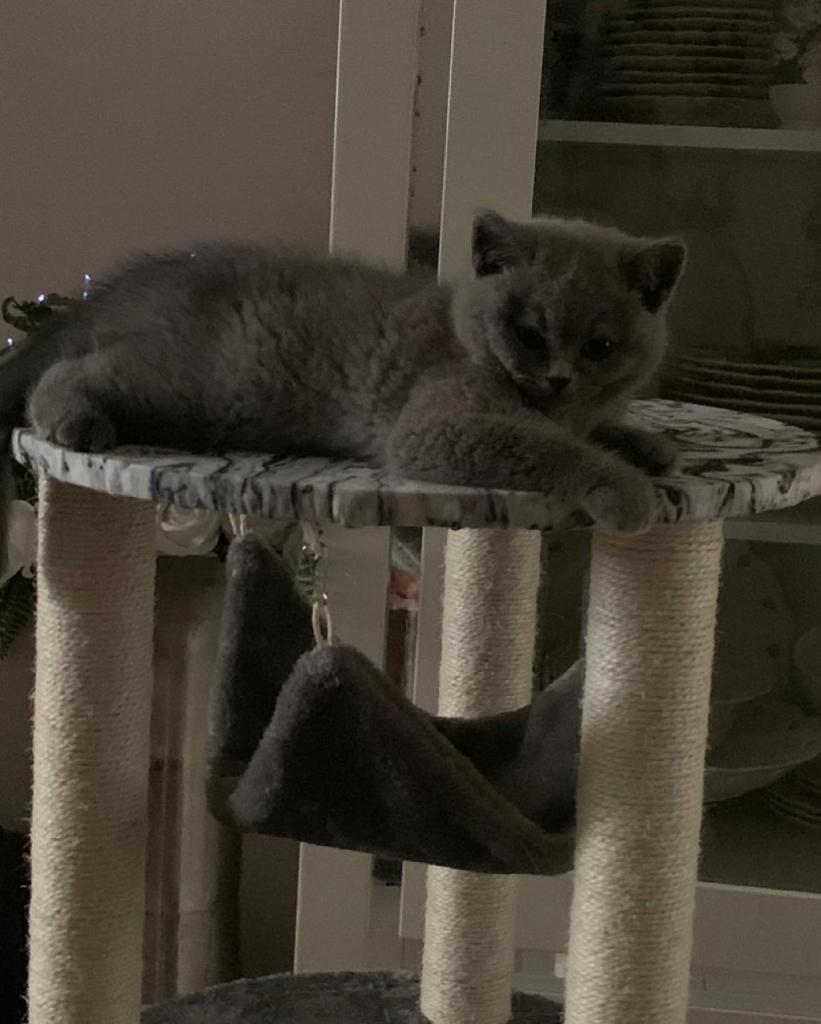 טופדוג המרכז לטיפוח הכלב טופדוג המרכז לטיפוח הכלב