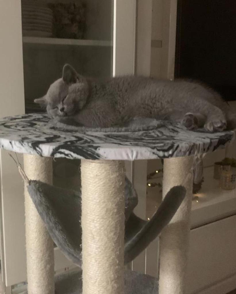 טופדוג המרכז לטיפוח הכלב טופדוג המרכז לטיפוח הכלב