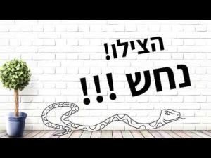 שפיפון