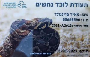 שפיפון