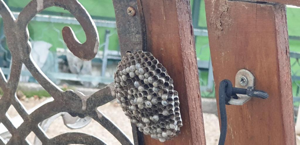 רענן שירותי הדברה רענן שירותי הדברה