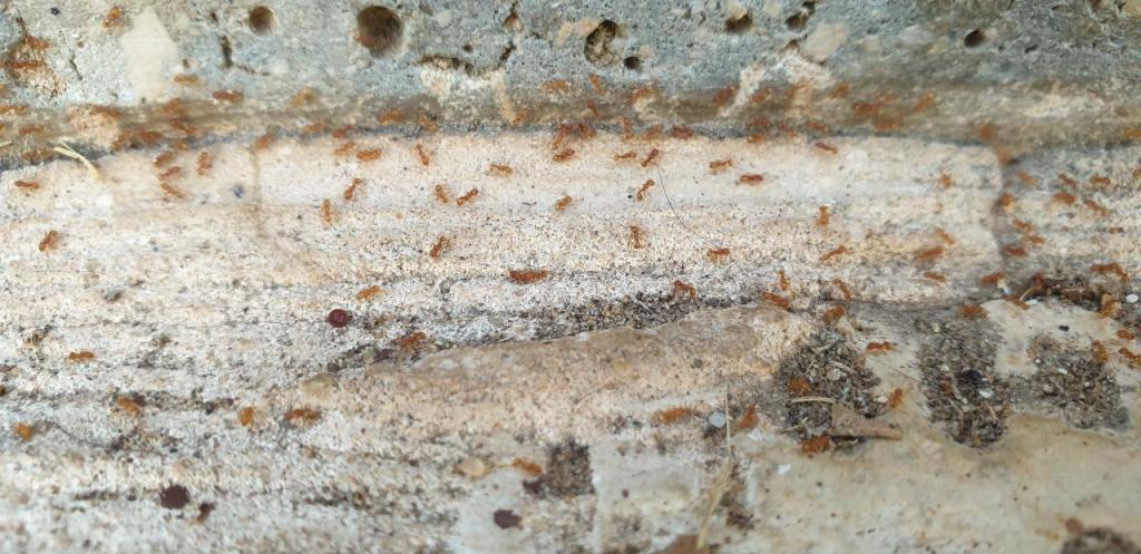 רענן שירותי הדברה רענן שירותי הדברה