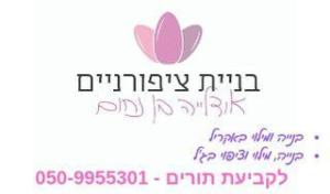 בניית ציפורניים אודליה