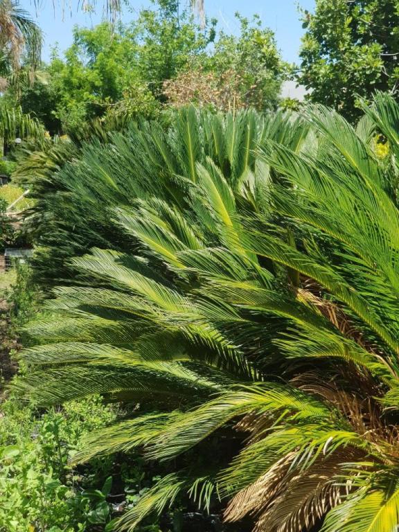 משתלת בני גן משתלת בני גן