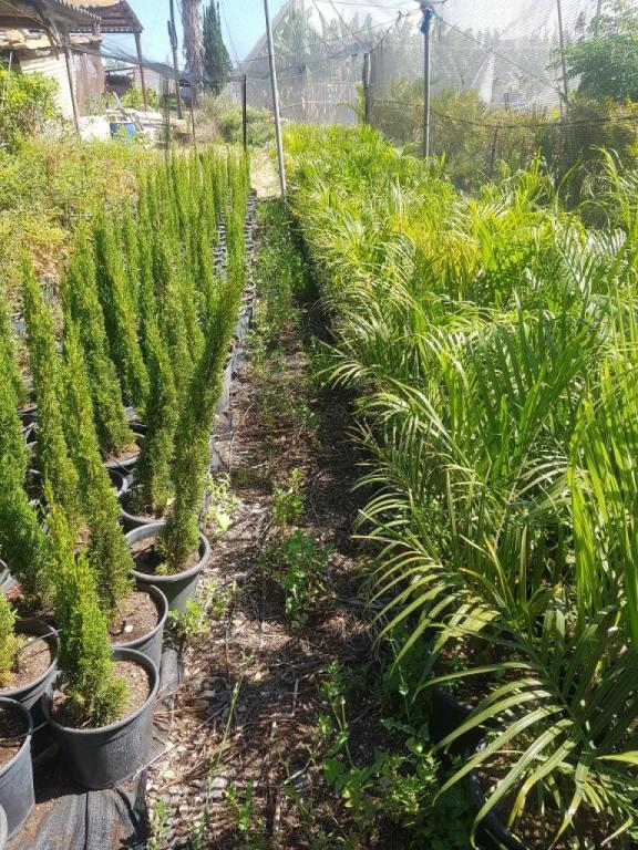 משתלת בני גן משתלת בני גן