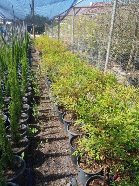 משתלת בני גן משתלת בני גן