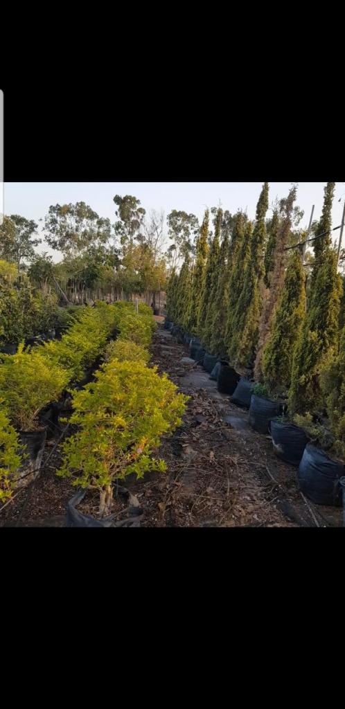 משתלת בני גן משתלת בני גן