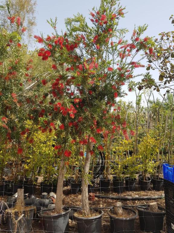 משתלת בני גן משתלת בני גן