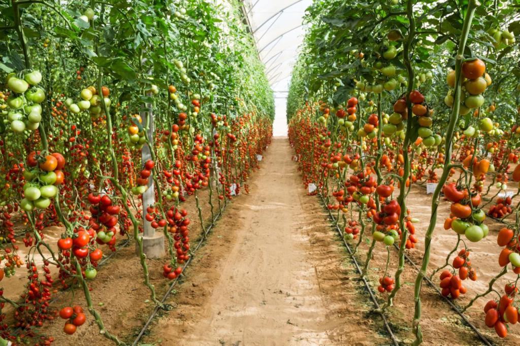 דז'ה וו סיור וירטואלי דז'ה וו סיור וירטואלי