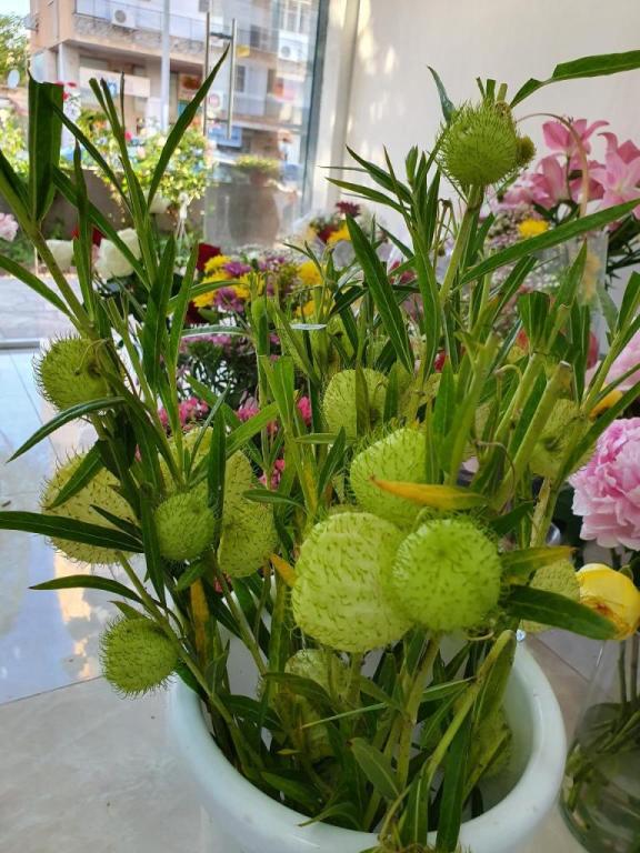 פרחי סאני פרחי סאני