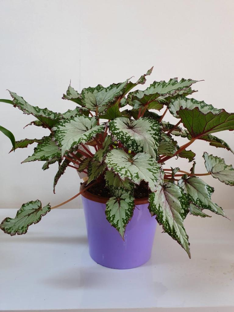 פרחי סאני פרחי סאני