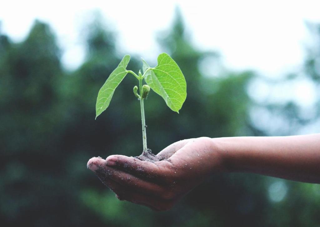 בא בית בא בית