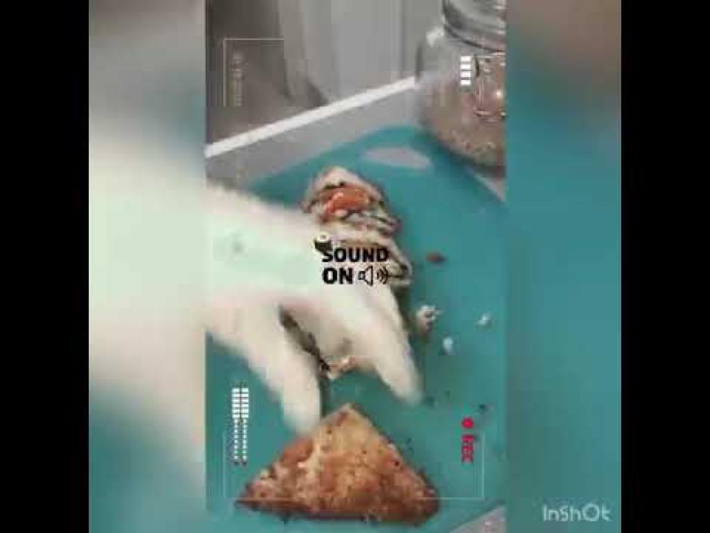 סאקורה סושי סאקורה סושי