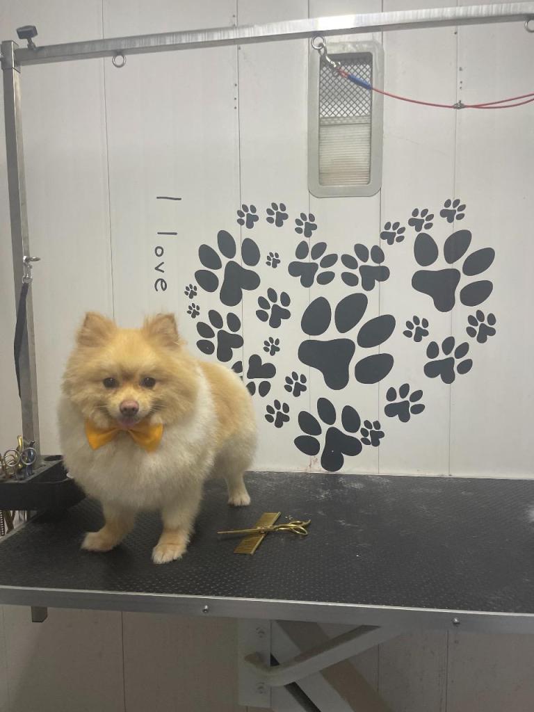 המספריים של אורן המספריים של אורן