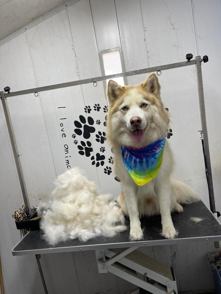 המספריים של אורן המספריים של אורן