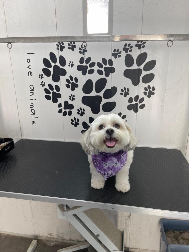 המספריים של אורן המספריים של אורן