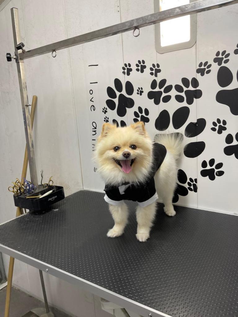 המספריים של אורן המספריים של אורן