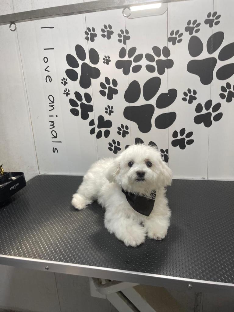 המספריים של אורן המספריים של אורן