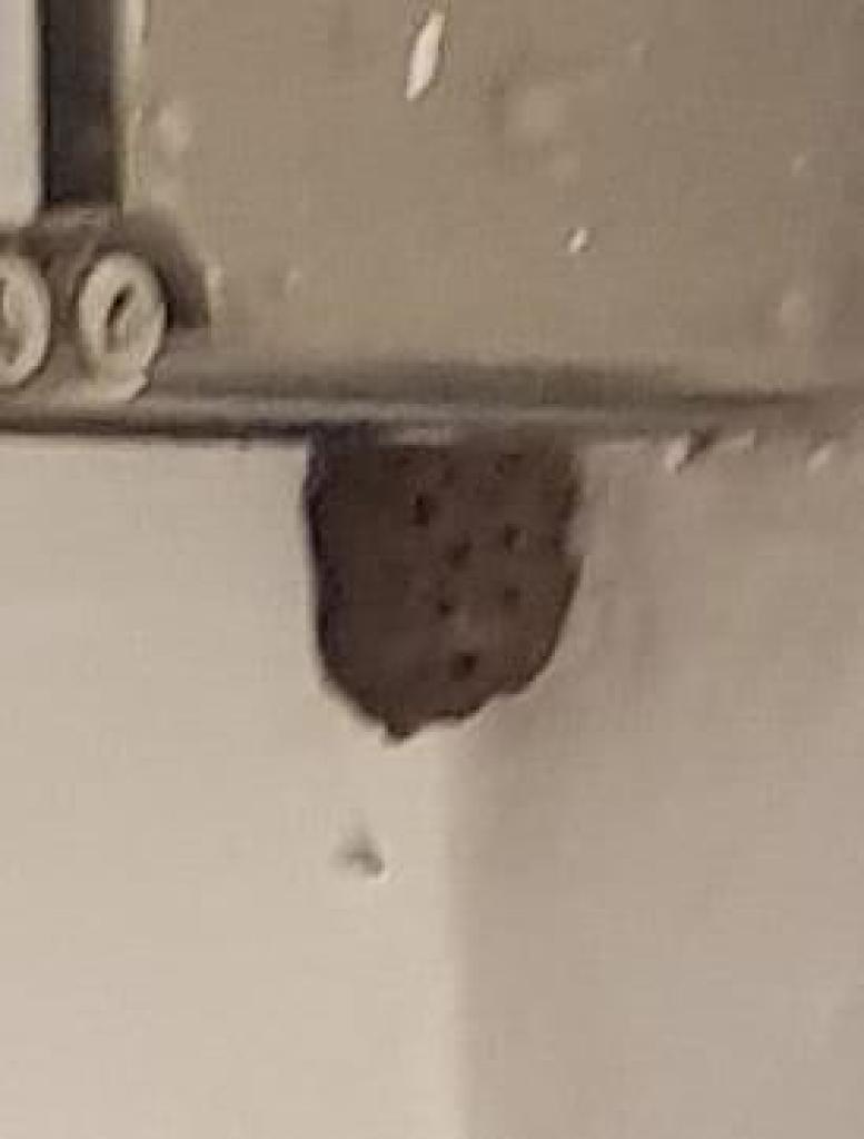 דודי המדביר דודי המדביר