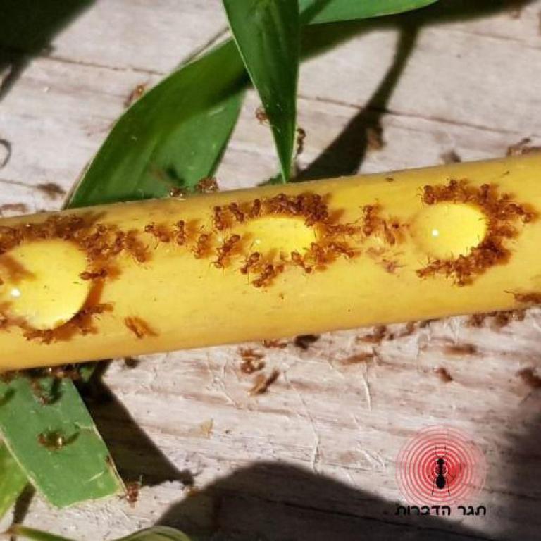 דודי המדביר דודי המדביר