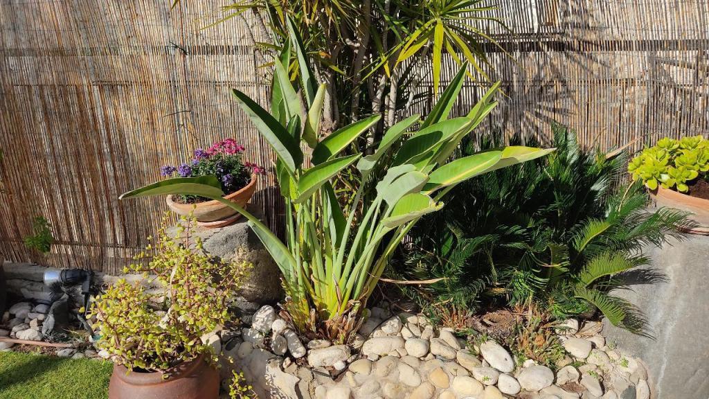 גנן פלוס גנן פלוס