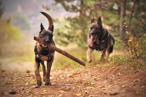 Lolli Dog