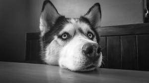Lolli Dog