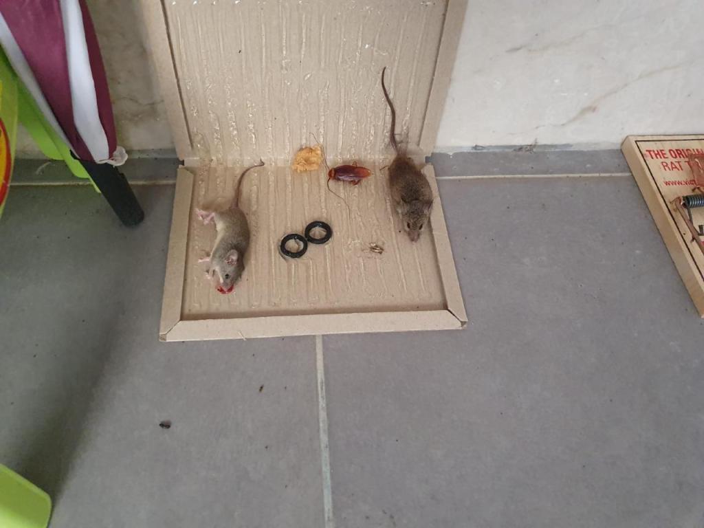 טל שירותי הדברה טל שירותי הדברה