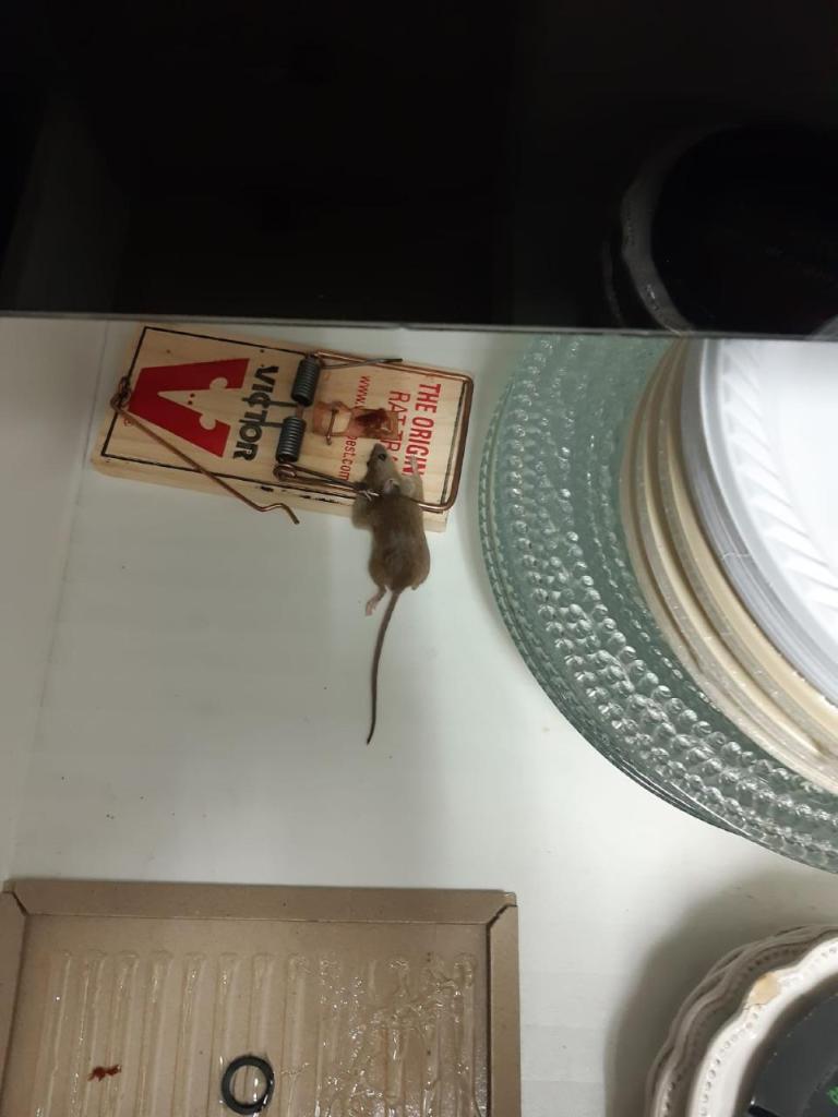 טל שירותי הדברה טל שירותי הדברה