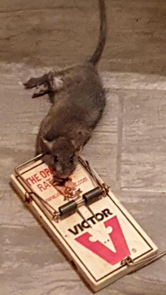 טל שירותי הדברה טל שירותי הדברה