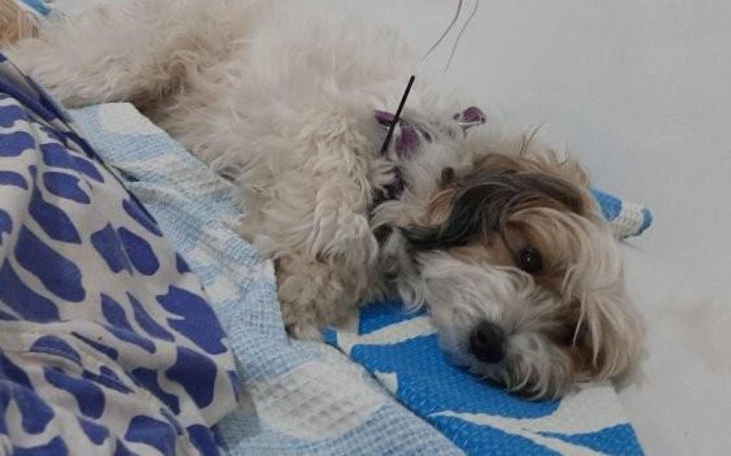 ד"ר מצליח vet ד"ר מצליח vet