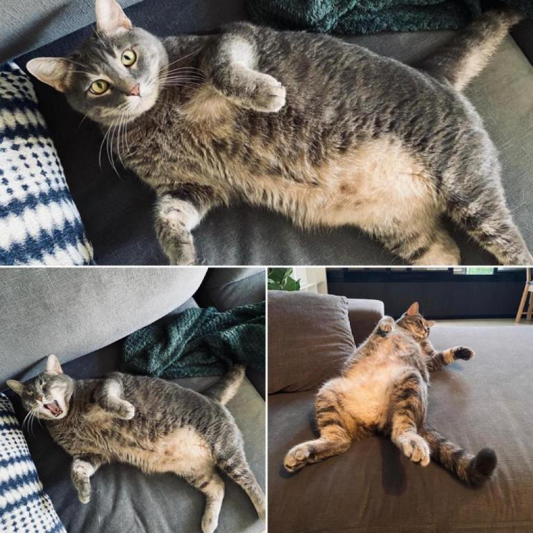 ד"ר מצליח vet ד"ר מצליח vet