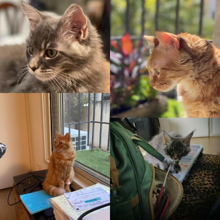 ד"ר מצליח vet ד"ר מצליח vet