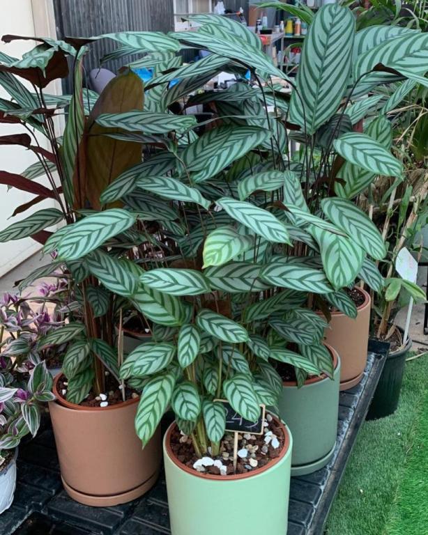 משתלת גורן משתלת גורן