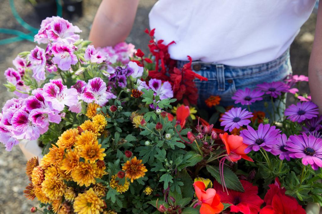 משתלת גורן משתלת גורן