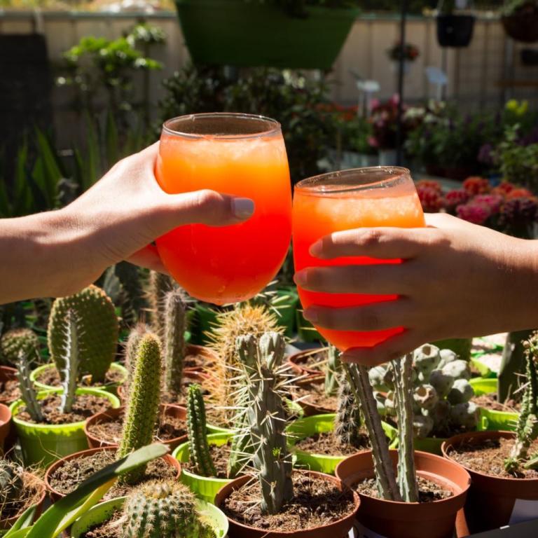 משתלת גורן משתלת גורן