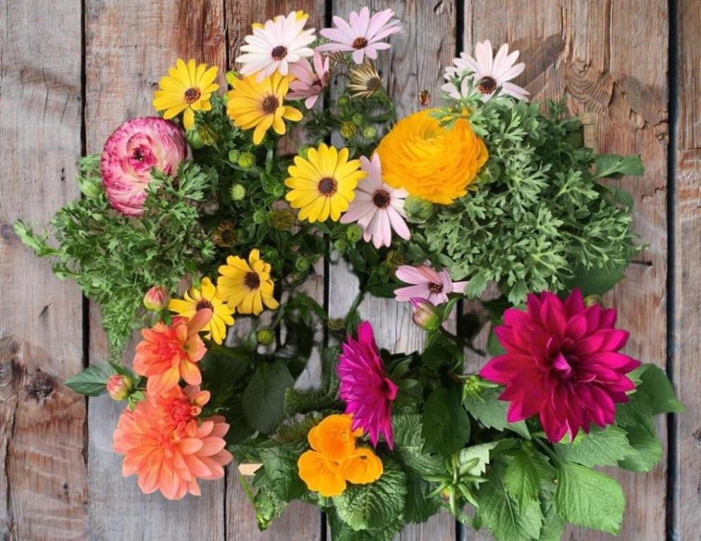 משתלת גורן משתלת גורן